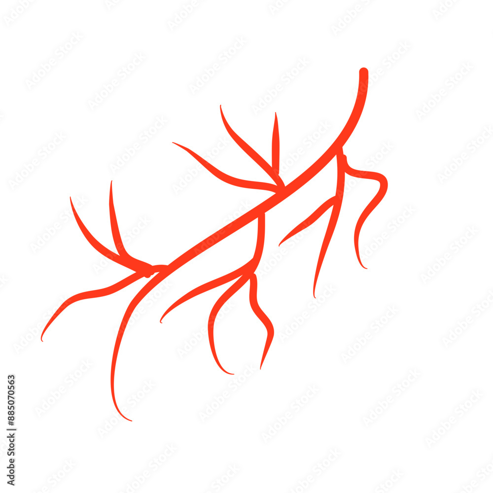 Human blood vessels Human blood vessels