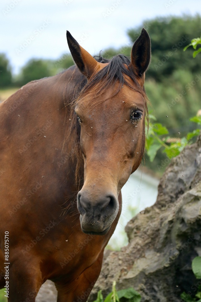 Fototapeta premium A horse brown