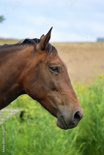 A head of a brown horse