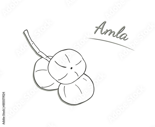Amla fruits on branch. Hand-drawn illustration isolated on white background. Phyllanthus emblica vector illustration. Indian gooseberry