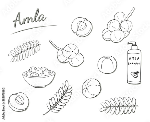 Amla fruits, half fruit, leavs, shampoo, and fruits in a bowl. Hand-drawn illustration isolated on white background. Phyllanthus emblica vector illustration. Indian gooseberry