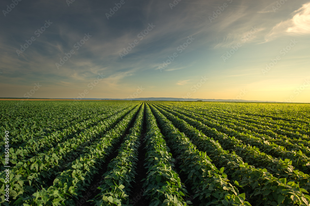 Open soybean field at sunset.