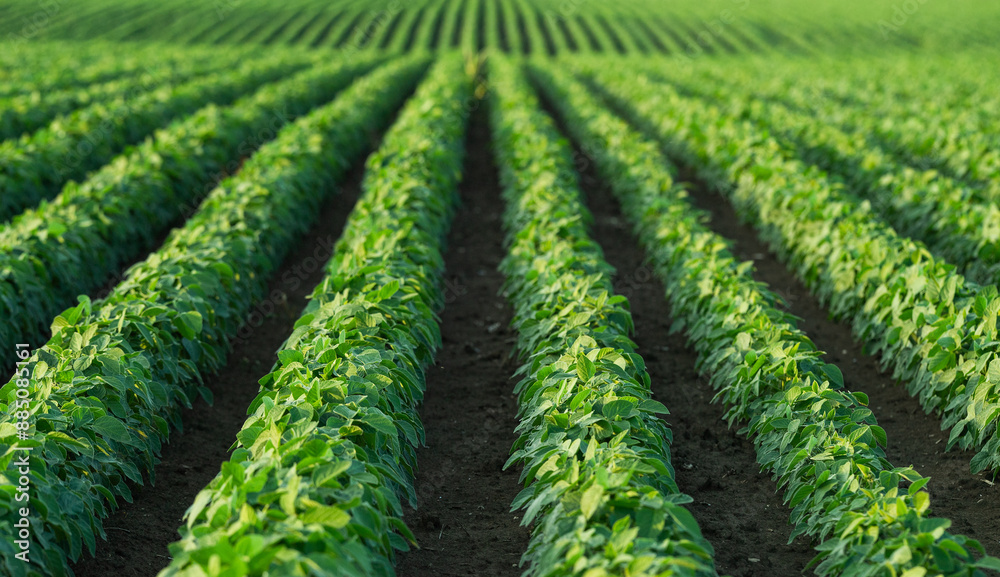Soybean field with rows of soya bean plants Soybean field with rows of soya bean plants