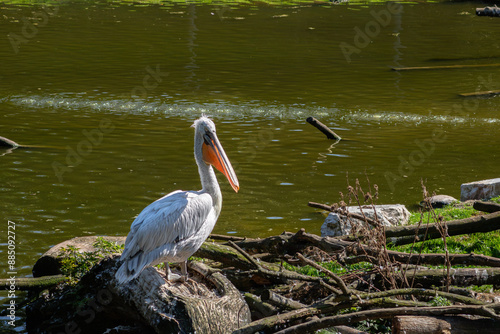 Pelikan im vollem Umfang bei Wasser photo