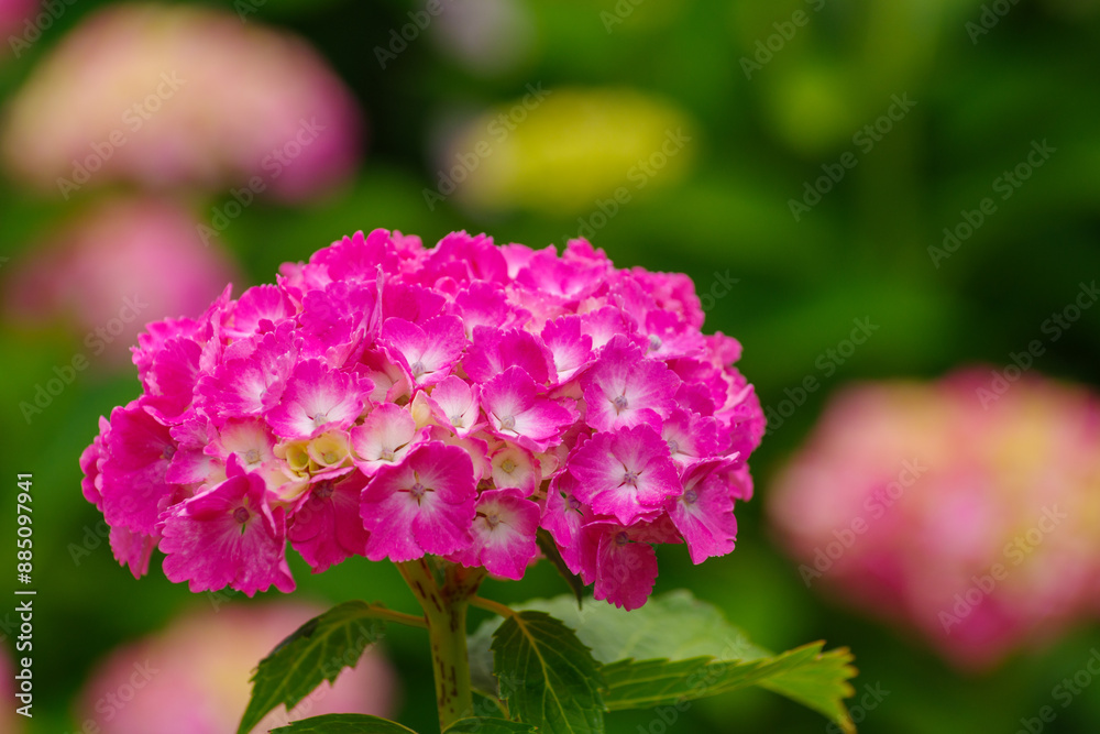 梅雨の晴れ間に咲く紫陽花
梅雨の晴れ間に咲く紫陽花