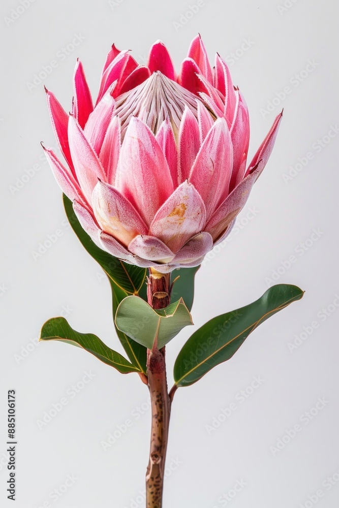 Fototapeta premium Exotic pink protea flower bloom