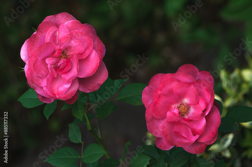 Two dark pink roses in sado on a dark natural background