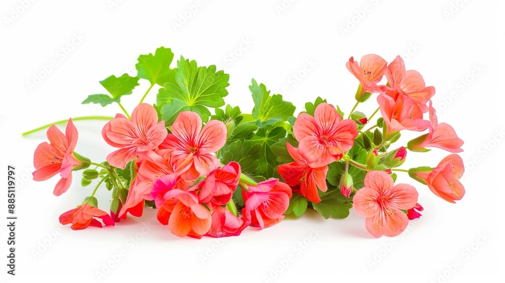 A geranium plant with bright flowers isolated on a white background A geranium plant with bright flowers isolated on a white background