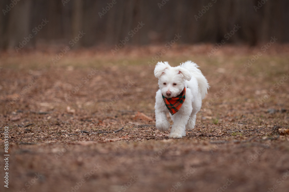 A cute, white, fluffy dog walks thorugh.a wooded park A cute, white, fluffy dog walks thorugh.a wooded park