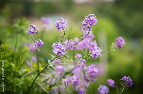 Flowers of Hesperis Matronalis, background with selective focus.