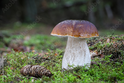 Shot of amazing edible mushroom boletus edulis known as penny bun in grass