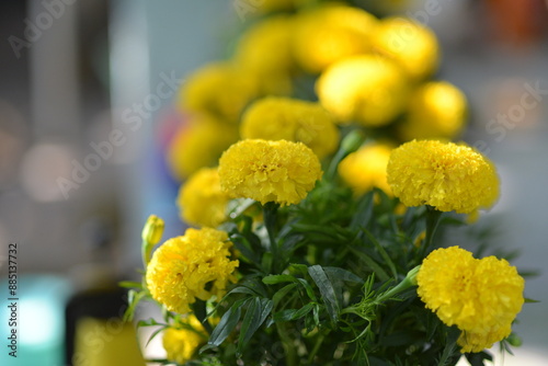White and yellow flowers used by Asians to display during Lunar New Year to bring good luck to the family