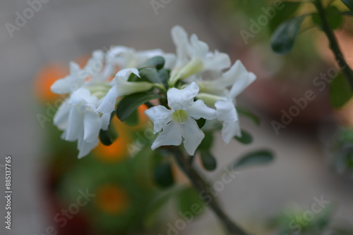 White and yellow flowers used by Asians to display during Lunar New Year to bring good luck to the family