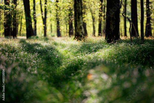 Fototapeta Naklejka Na Ścianę i Meble -  Leśny wiosenny krajobraz, Polska, Śląsk