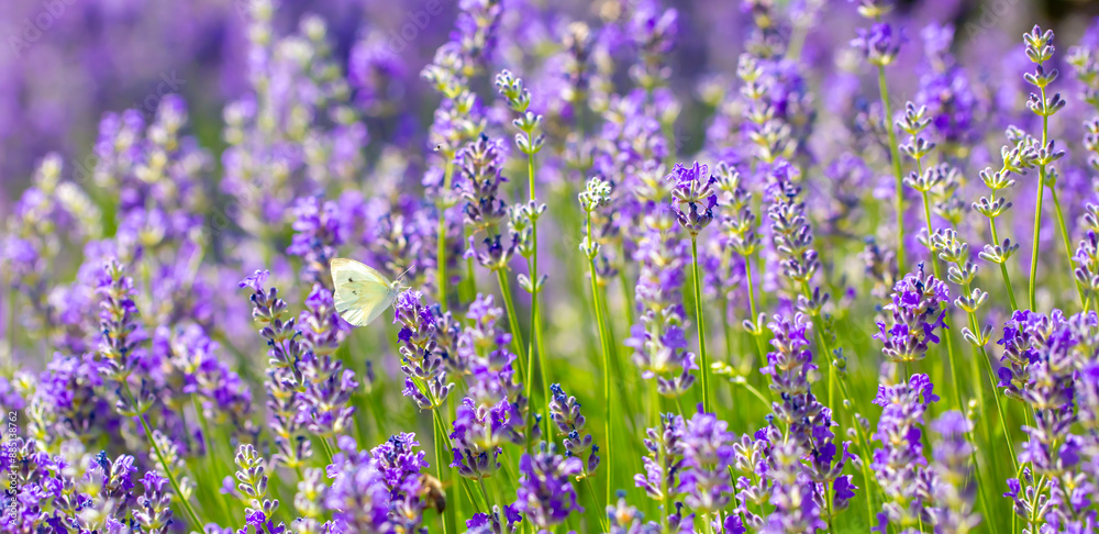 Naklejka premium Butterflies on spring lavender flowers under sunlight. Beautiful landscape of nature with a panoramic view. Hi spring. long banner