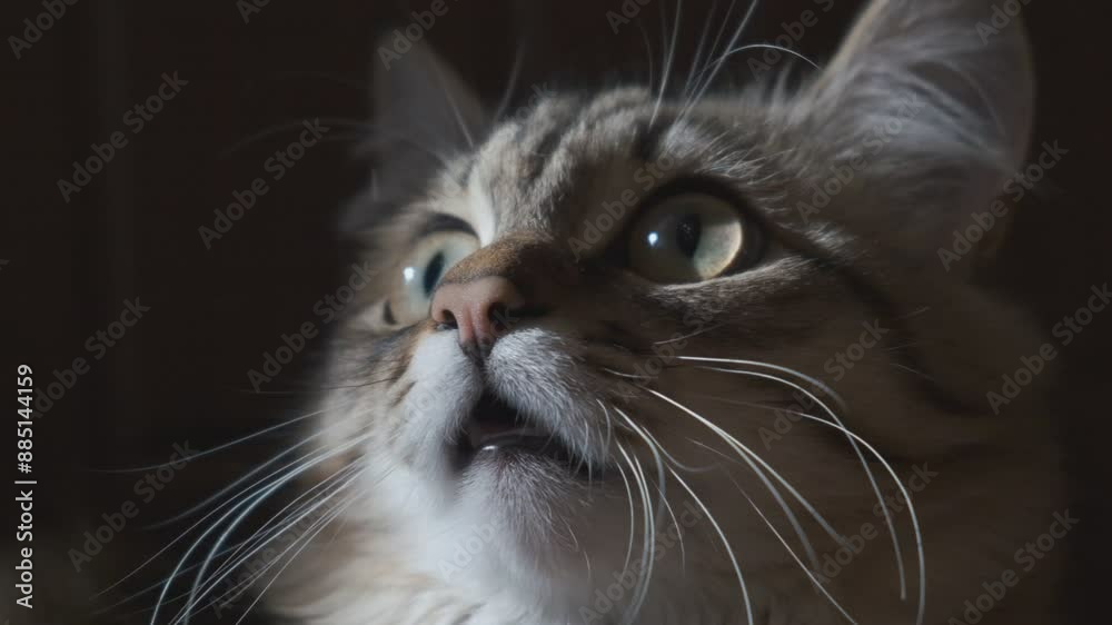A wary and frightened cat carefully watches something mysterious in the moonlight at night	