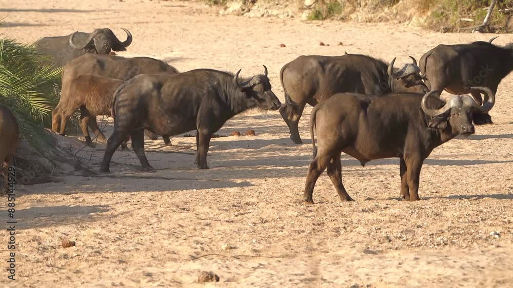 Medium Shot of a big herd of African buffaloes walking through a dry riverbed, Greater Kruger. Medium Shot of a big herd of African buffaloes walking through a dry riverbed, Greater Kruger.