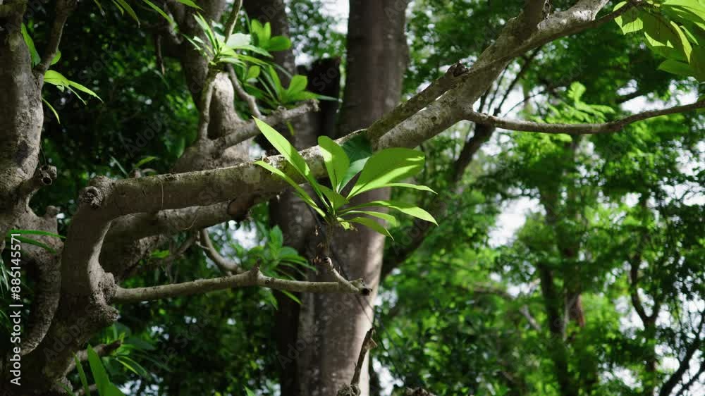 A close-up shot of a tree branch with bright green leaves, set against a lush, green forest background. The focus is on the branch and leaves, with a shallow depth of field. A close-up shot of a tree branch with bright green leaves, set against a lush, green forest background. The focus is on the branch and leaves, with a shallow depth of field.