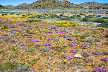 Acrylglasbilder Wiese Wildblumenfelder vor Bergpanorama Goegap  © dpreezg