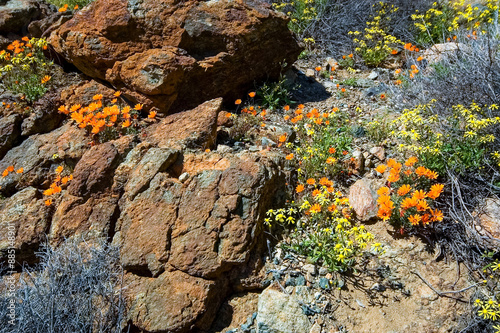 Orange and yellow wild flowers between rocks