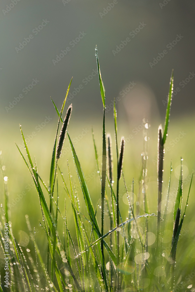Fototapeta premium Wiosenna trawa w rosie na łące