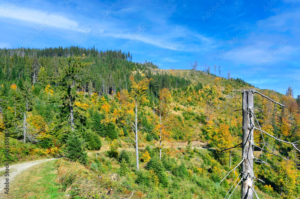 Fototapeta premium Colorful trees on a slope with dry grass under blue sky. Autumn landscape in Beskids Sadecki, Poland