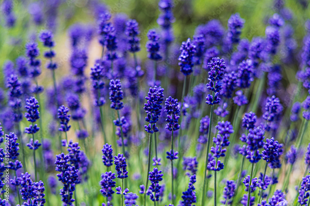 Naklejka premium ラベンダー