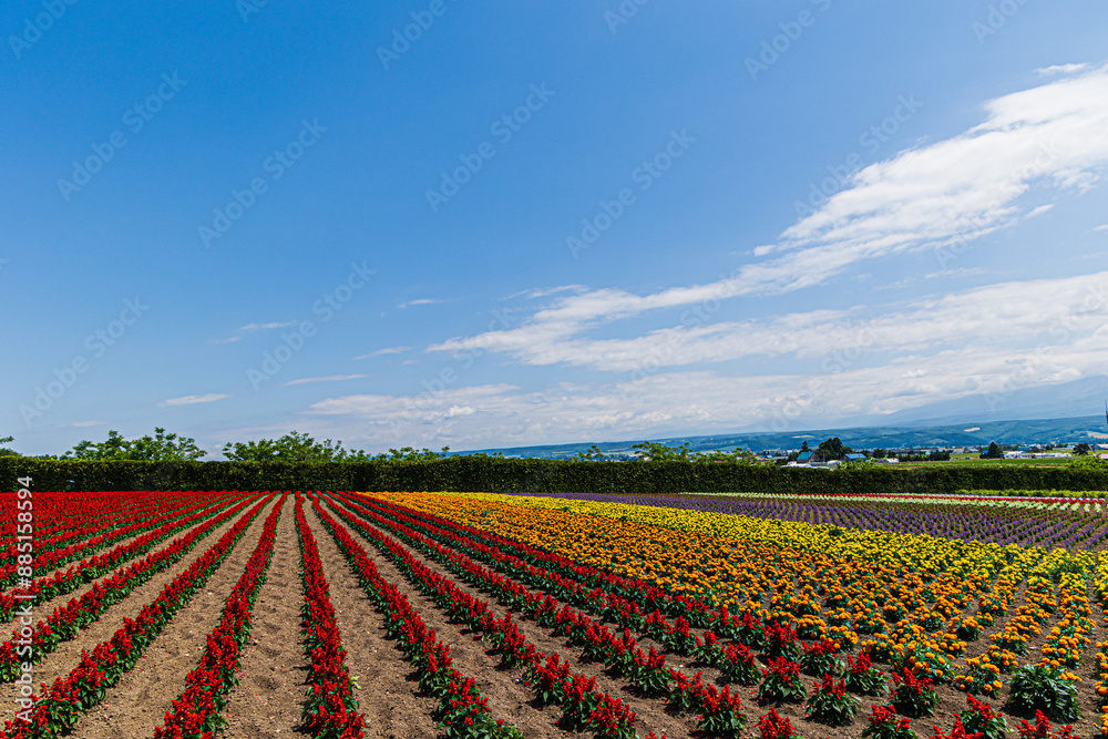 季節の花 季節の花