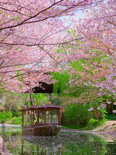 Photography japanese cherry blossom sakura in Kyoto, Japan