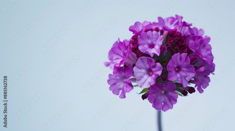 Obraz premium Elegant and tranquil: a graceful purple verbena flower blooms against a light blue background, exuding freshness and fragility in nature. Ideal for projects needing a touch of serenity