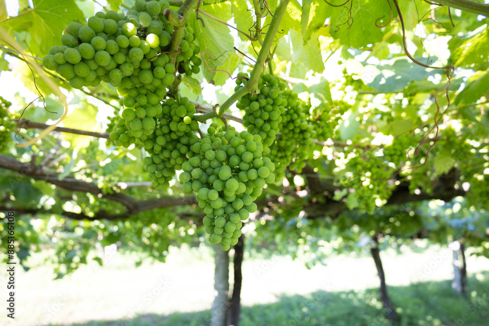 Vibrant green grape clusters hanging from lush, leafy vines in a vineyard, captured in natural sunlight, showcasing the beauty and bounty of fresh, ripe grapes in summertime. Vibrant green grape clusters hanging from lush, leafy vines in a vineyard, captured in natural sunlight, showcasing the beauty and bounty of fresh, ripe grapes in summertime.