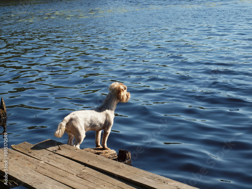 dog is waiting for its owner on the old pier of a forest lake.
