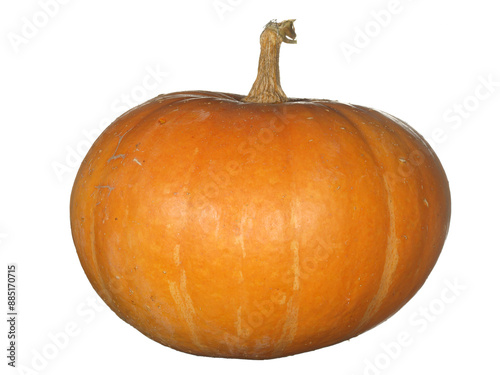 Large orange pumpkin, the fruit of the autumn garden. Isolated on white background.