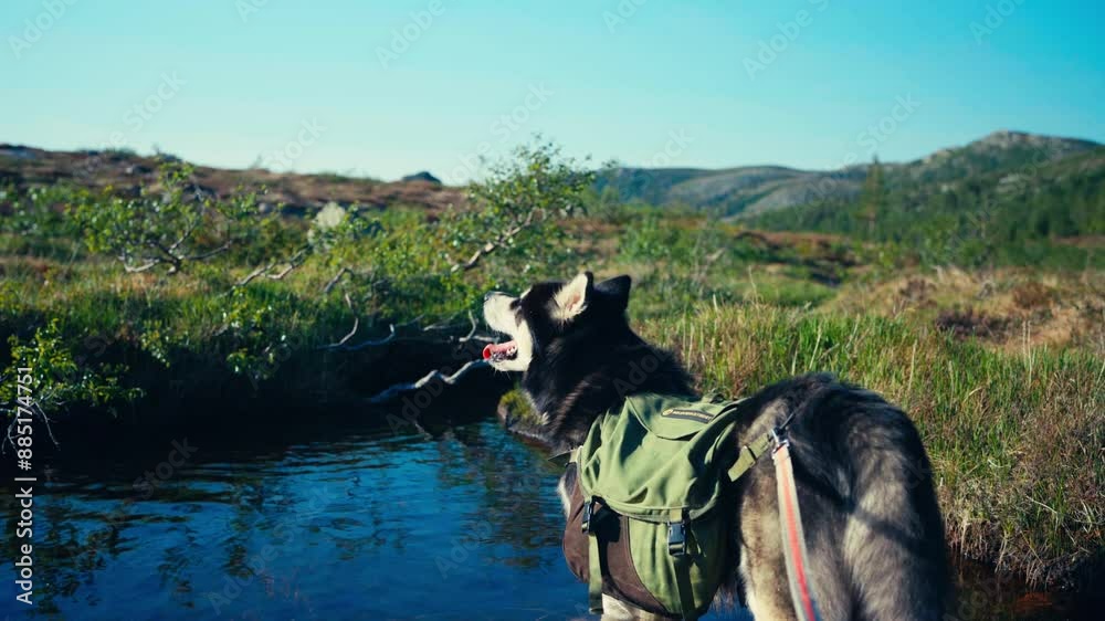 Alaskan Malamute Dog Standing In Shallow Water Of Pond In The Forest - Close Up Alaskan Malamute Dog Standing In Shallow Water Of Pond In The Forest - Close Up