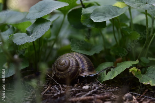 Snail in its Natural Habitat