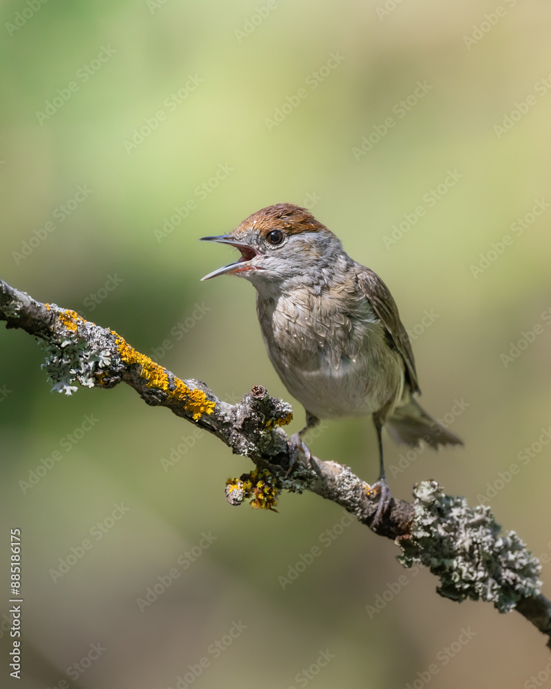 Naklejka premium Bird - female Blackcap Sylvia atricapilla spring time, Poland Europe