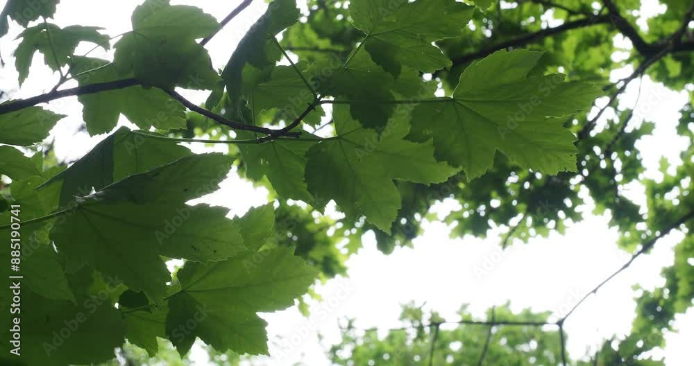 A short full HD video film clip of some fresh green leaves blowing in the wind on a blustery day