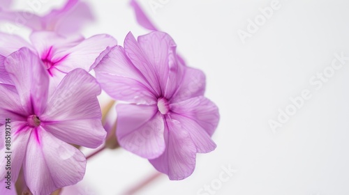 Several purple phlox flowers are blooming on a white background with copy space