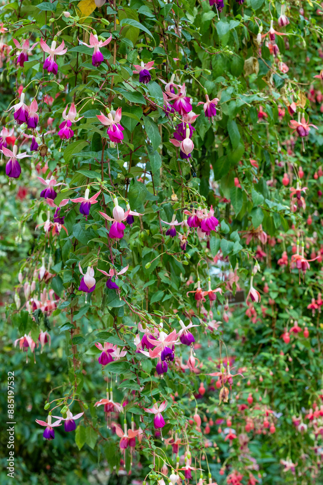 Beautiful Fuchsia bealings flower in the garden. Beautiful Fuchsia bealings flower in the garden.