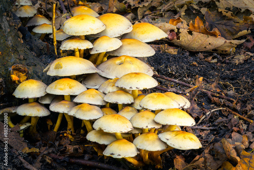 Honey Fungus (Armillaria mellea) group in a forest, North Holland, Netherlands.
