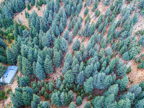 The scenic view of Cedar Forest Research Institute in Çamkuyular, Elmalı, Turkey photo