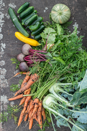 Frisches Gemüse aus dem Garten, rote Beete, Gurke, Zucchini, Möhren 