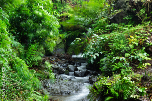 waterfall in the forest