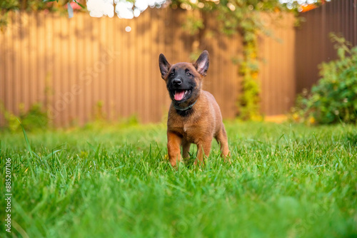 Young Belgian Malinois Puppy in Grass