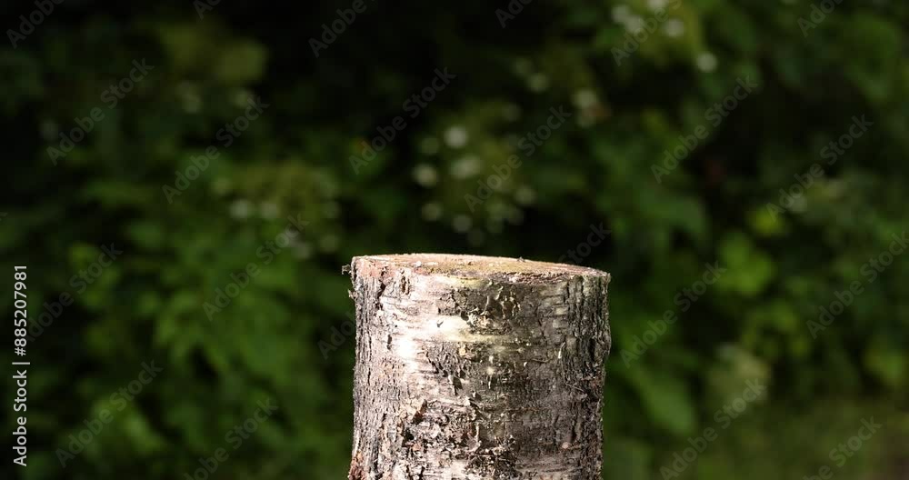 Chopping wood, close-up, slow motion, side view. Chopping wood, close-up, slow motion, side view.