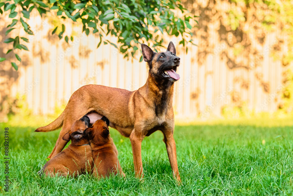 Dog Mother Nursing Puppies. Belgian Malinois dog breed Dog Mother Nursing Puppies. Belgian Malinois dog breed