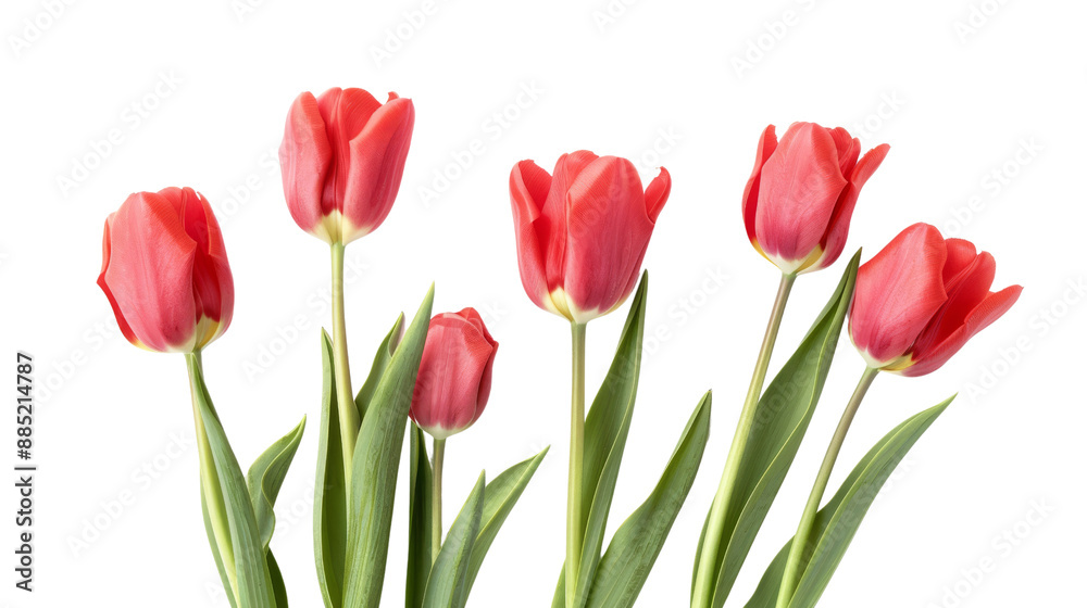 Vibrant Red Tulips Close-Up on White Background, Perfect for Spring Designs Vibrant Red Tulips Close-Up on White Background, Perfect for Spring Designs