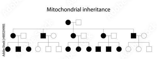Pedigree. Mitochondrial inheritance (maternal inheritance)