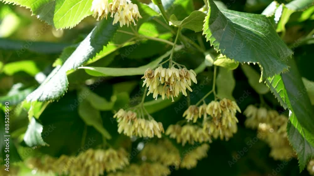 Branch of a blooming linden tree in the rays of the bright summer sun close up. Aromatic medicinal plant for healing herbal remedies Branch of a blooming linden tree in the rays of the bright summer sun close up. Aromatic medicinal plant for healing herbal remedies