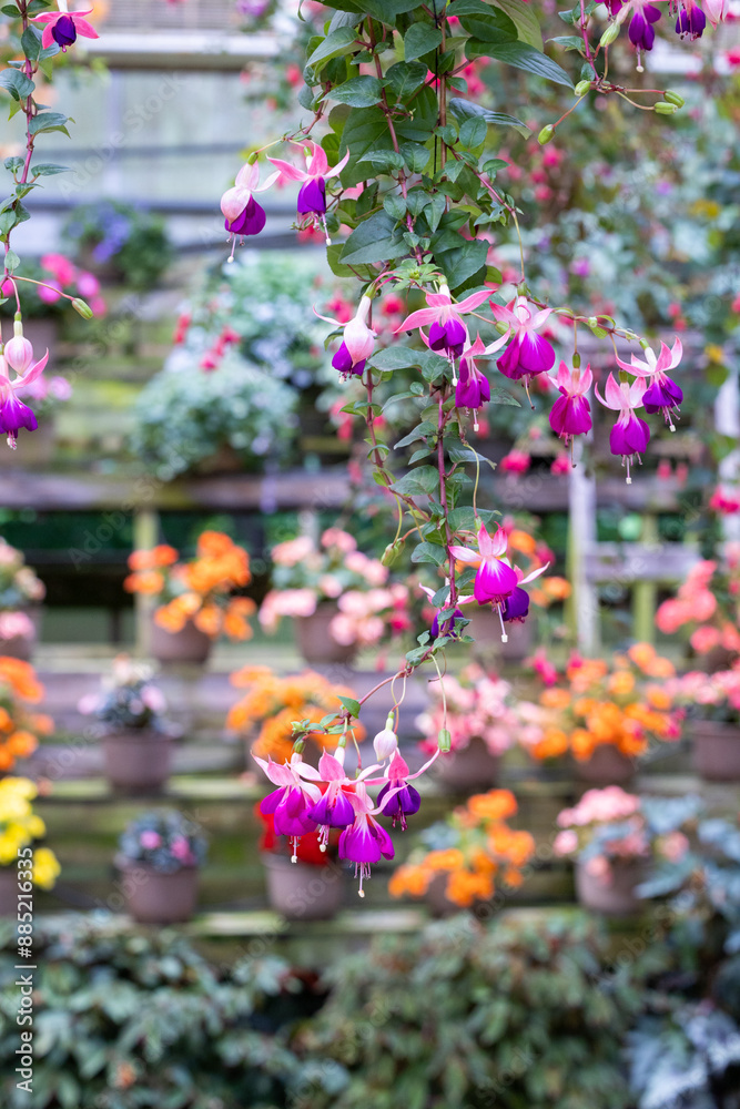 Fototapeta premium Beautiful purple and white fuchsia flowers in the garden.